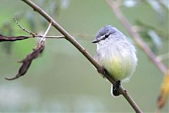 White-crested Tyrannulet